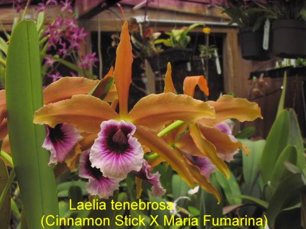 Laelia_tenebrosa_a