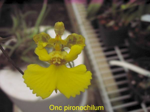 Onc_prionochilum