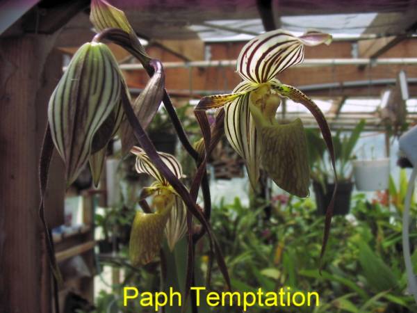 Paph_Temptation