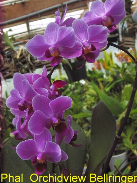 Phal_Orchidview_Bellringer