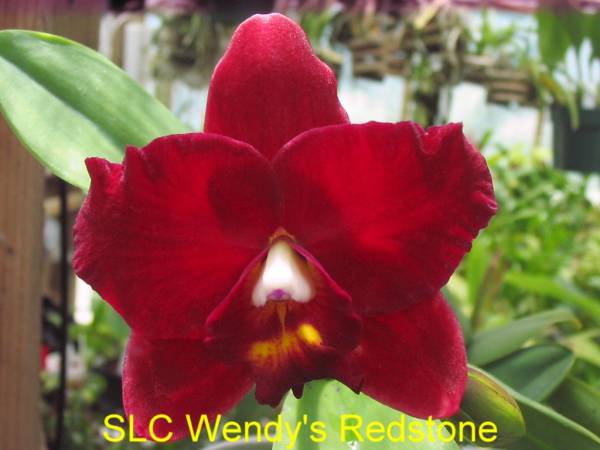 SLC_Wendy_s_Redstone