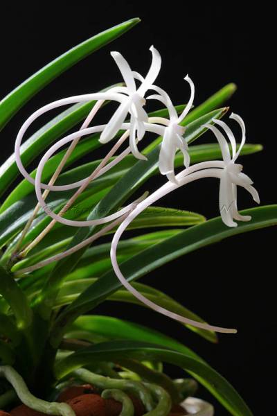 Neofinetia falcata unknown form