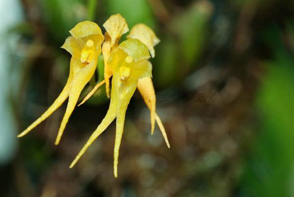 Bulbophyllum scabratum