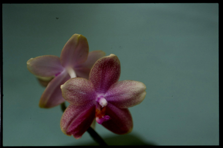 phal_miva_frag_copie