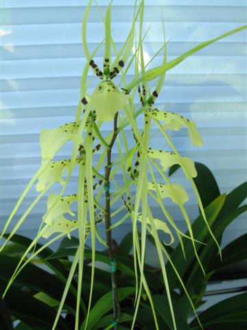 Brassia_Rex_Sakata_Small_