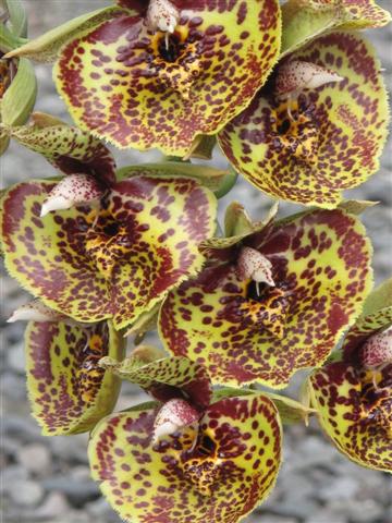 Catasetum_Susan_Fuchs_Burgandy_Chips_Small_