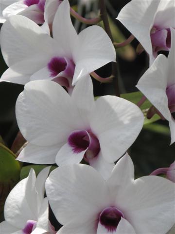 Dendrobium_Hisako_Haraguchi_2_Small_