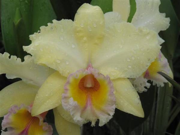 Blc George King 'Southern Cross'