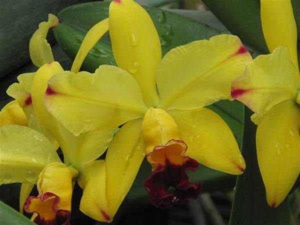 Blc Toshie's Magic