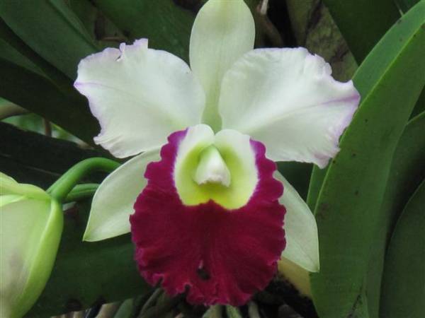 Brassolaeliocattleya Memoria A-Nunt Meesangnil