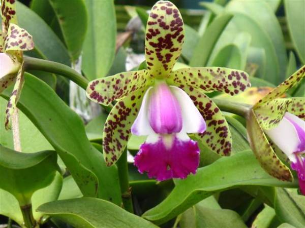 Cataleya Gene May 'Emberside'