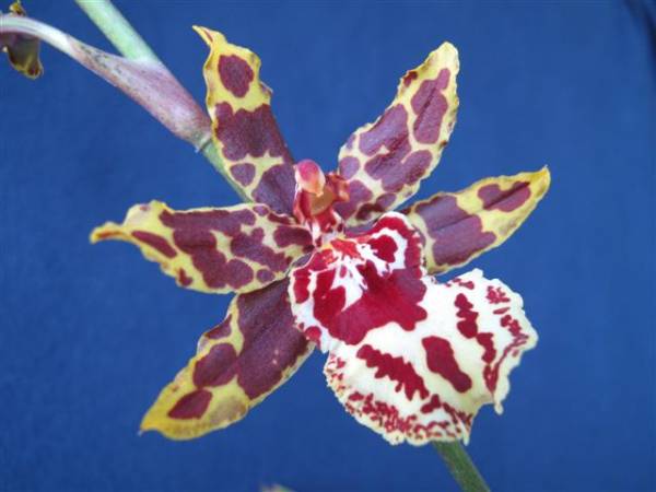 Colmanara Wildcat 'Red Ruby'