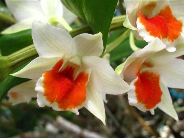 Dendrobium Dawn Maree 'GJW' AM AOS