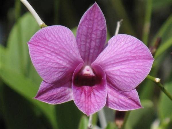 Dendrobium Hawaiian Mini Stripe