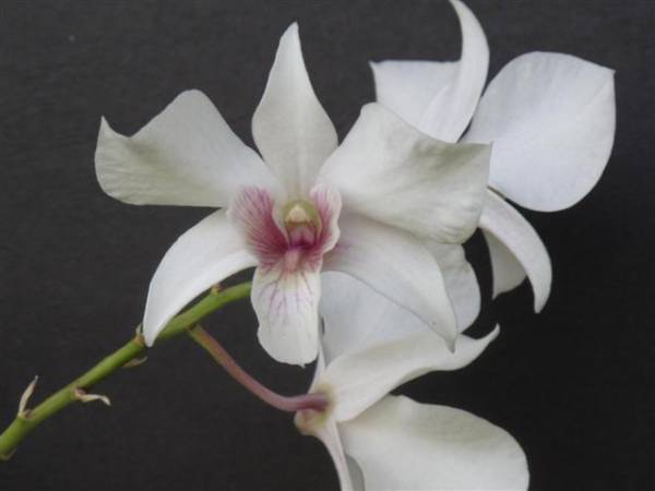 Dendrobium Misty Rose