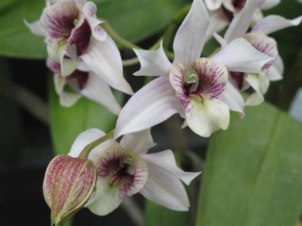 Dendrobium Ovoz's Lava Flow 'Hilda'