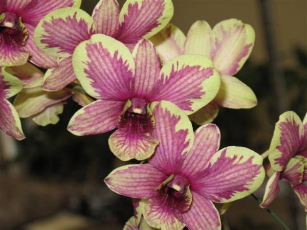 Dendrobium Burana Emerald