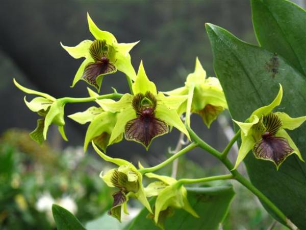 Dendrobium Green Elf