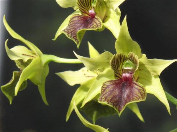 Dendrobium Green Elf