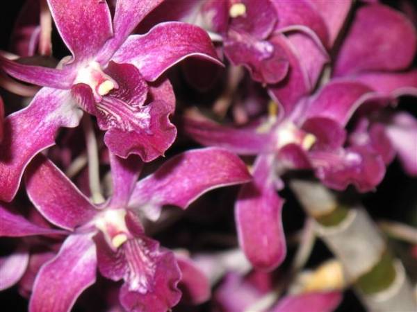 Dendrobium Hawaiian Twinkle