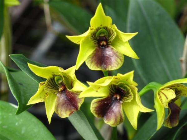 Dendrobium Little Green Apples