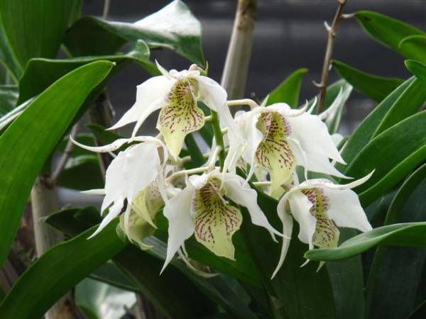 Dendrobium Stephen Batchelor