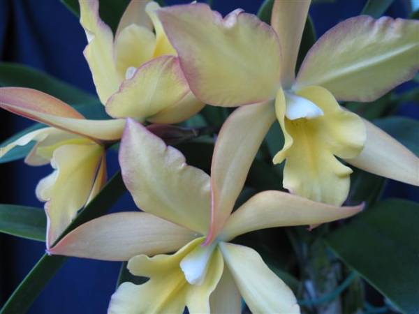 Iwanagaara Appleblossom 'Orange Delight'