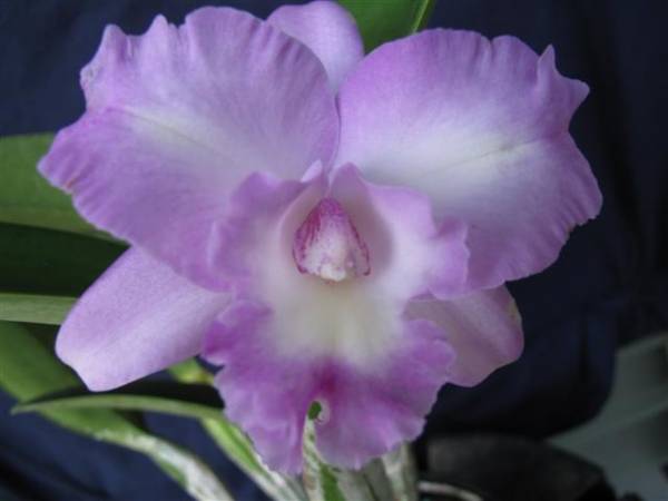 Lc Angel Heart 'Hihimanu'