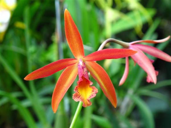 Maclemoreara Tiger Lily