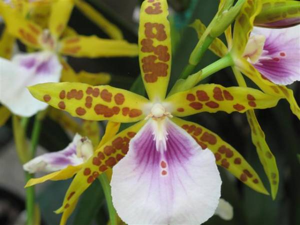 Miltonia Sao Paulo