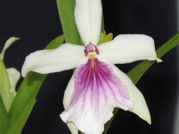 Miltonia Tiani Elderts