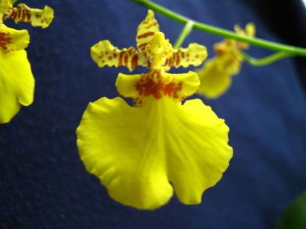 Oncidium Taka