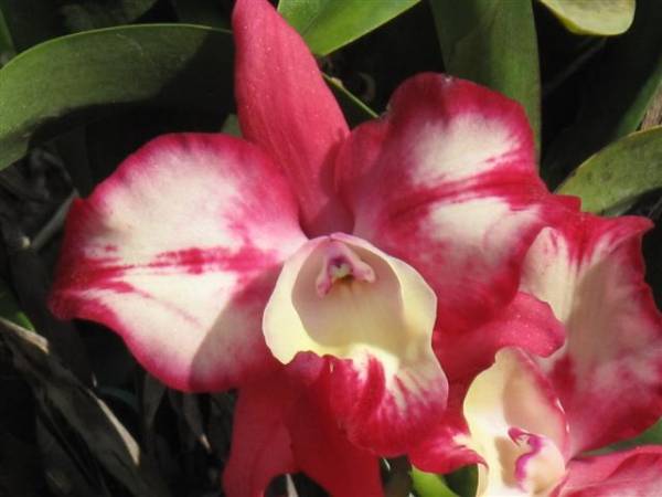 Sophrolaeliocattleya FireMagic