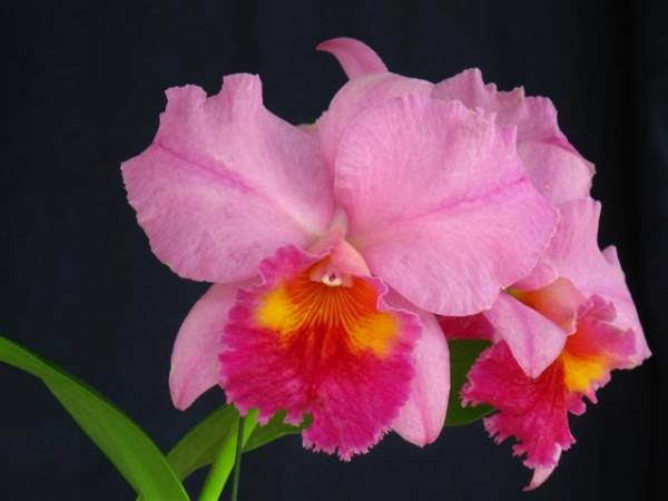 Sophrolaeliocattleya Pat Thrall