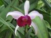 Brassocattleya_Beautiful_Morning_Small_.JPG