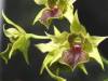 Dendrobium_Green_Elf_Small_1.JPG