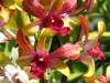 Dendrobium_Kihei_Sunshine_x_Dendrobium_Banana_Royal_Small_.JPG