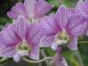 Dendrobium_May_Lee_Small_.JPG