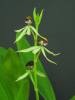 Epidendrum_Green_Hornet_Small_.JPG