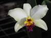 Laeliocattleya_Tokyo_Magic_Small_.JPG