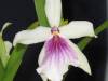 Miltonia_Tiani_Elderts_Small_.JPG