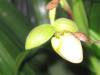 Paph_Honey_philippinense_x_primulinum_Small_.JPG