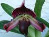 Paph_Red_Shift_x_Voodoo_Magic_Small_.JPG