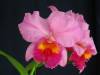 Sophrolaeliocattleya_Pat_Thrall_Small_.JPG