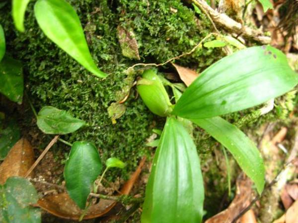 Coelogyne spp