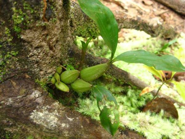 Coelogyne spp