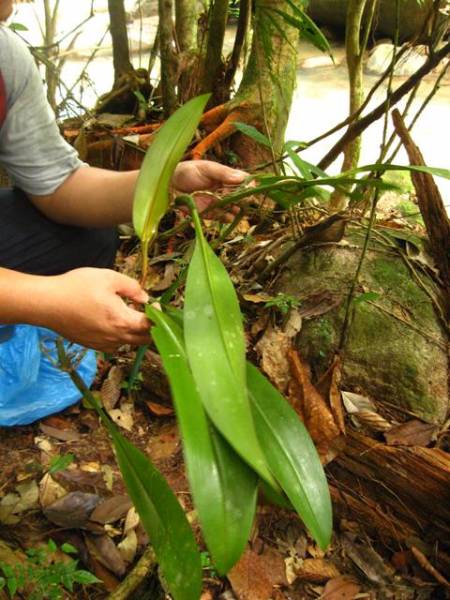 Bulbophyllum spp