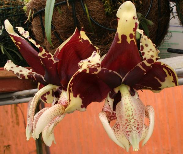 Stanhopea tigrina