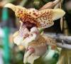 Stanhopea-hernandezii.jpg