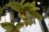 stanhopea_wardii00031.jpg